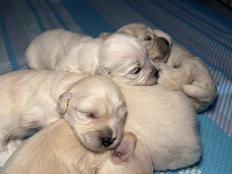 0 numara maltese köpeğimiz
