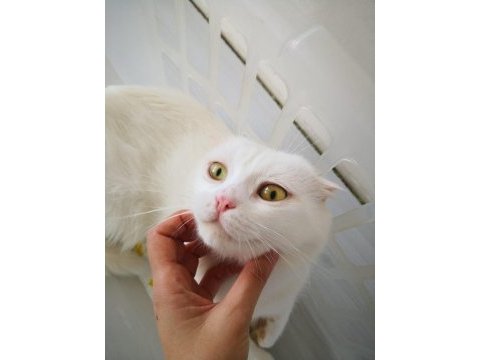 1,5 yaşında beyaz scottish fold leon