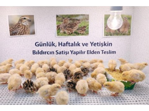 Etlik bıldırcın
