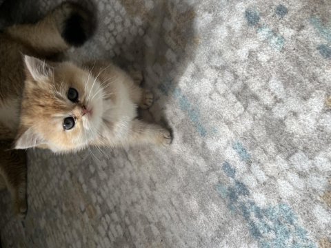 Golden safkan british shorthair