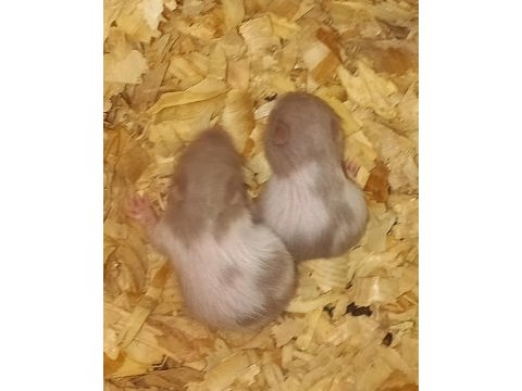 Rengarenk oyuncu suriye ırkı yavru hamsterlar