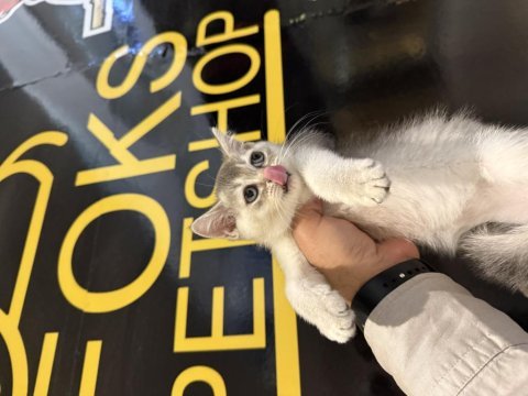 British shorthair yavrular