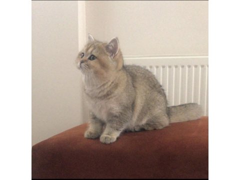Şecereli british shorthair kedi