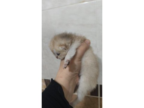 Golden safkan şecereli anne baba yavruları kediler