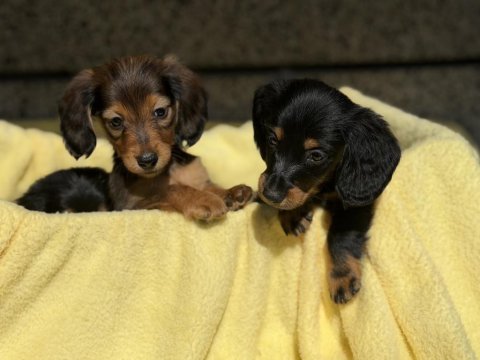 Dachshund köpeğimiz