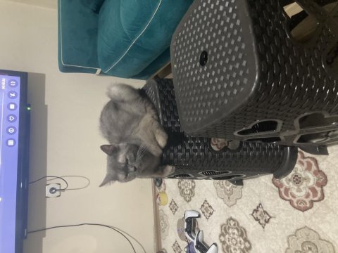 2 yaşında dişi orjinal british shorthair