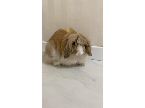 Lop tavşanı