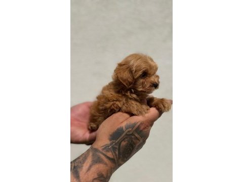 Tiny boy sevimli maltipoo yavrular