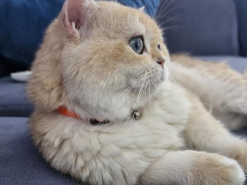 Golden british shorthair erkek