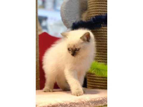 British shorthair yavrularımız teslime hazır