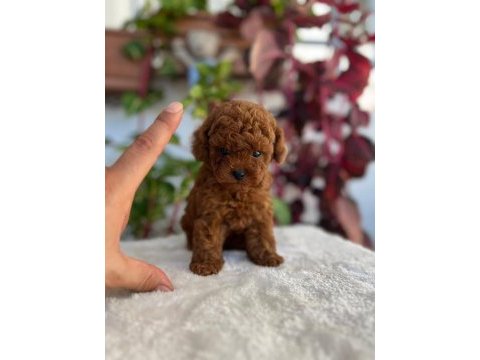 A plus kaliteli toy poodle bebeklerim