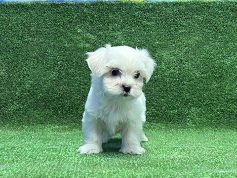 Mükemmel maltese yavru