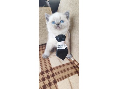 British shorthair blue point