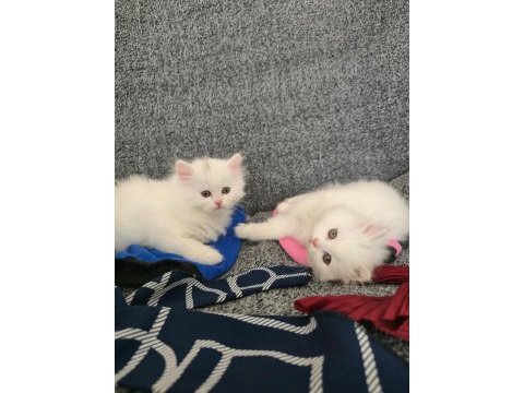 British longhair yavru kediler