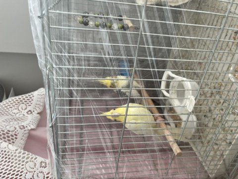 Erkek konuşan dişi kırmızı göz lutino çift sultan papağanı