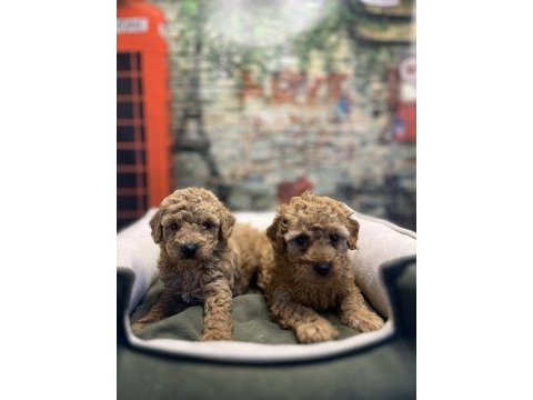 Birbirinden güzel maltipoo yavrularımız @petclubadana
