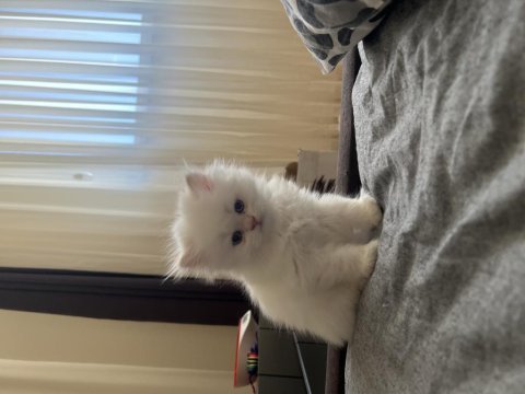 1 haziran doğumlu rezerveye açık chinchilla kediler