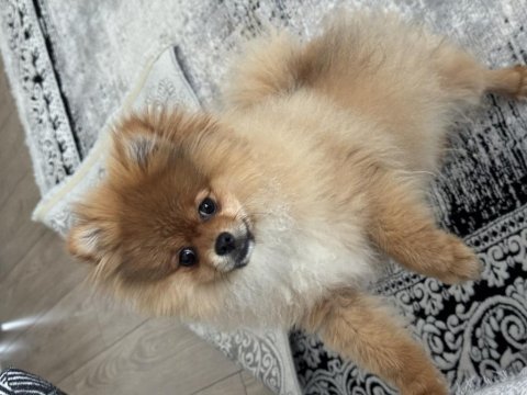Pomeranian boo köpeği