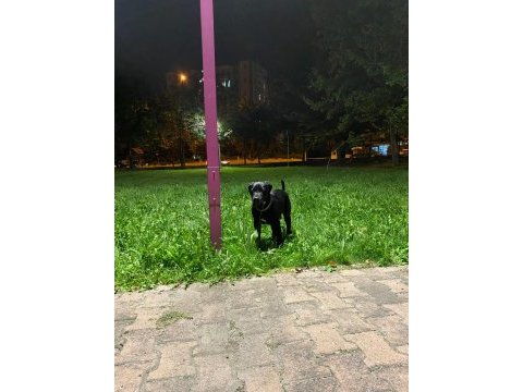 5 aylık cane corso