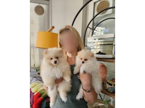 Pomeranian boo yavrularımız