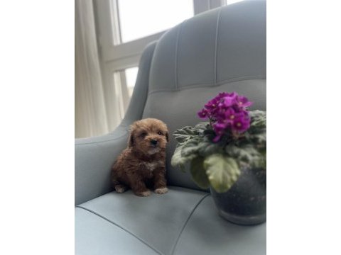 Poodle ayarında maltipoo yavrularımız