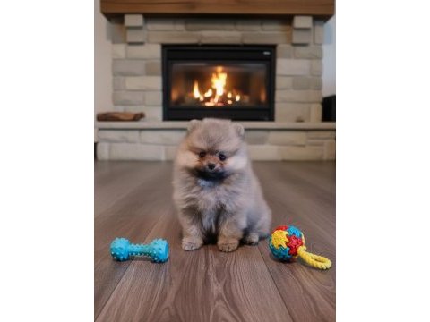 Şecereli teacup pomeranian yavrularımız