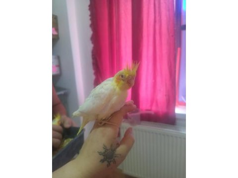 Sultan papağanı bebek yavrular