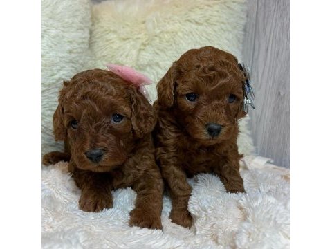Toy poodle yavruları
