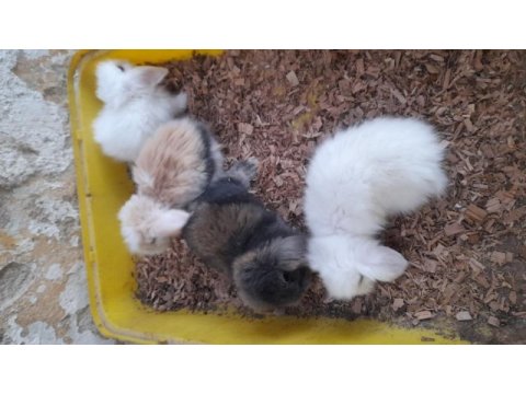 Hollanda lop tavşan yavrusu