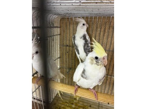 3.5 aylık bılezıklı erkek sultan papağanı