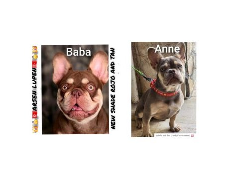 A kalite french bulldog yavrular