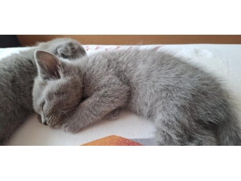 Scottish fold yavru kediler