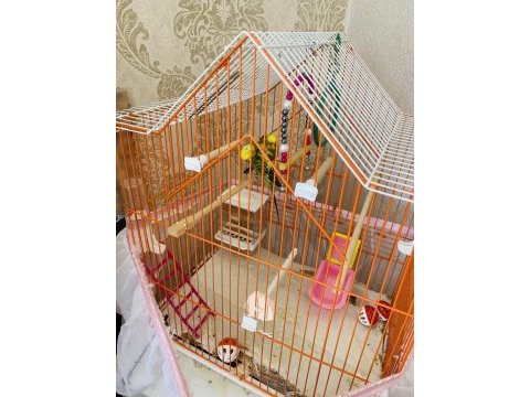 2 japones muhabbet kuşu büyük küçük kafes yuvalık