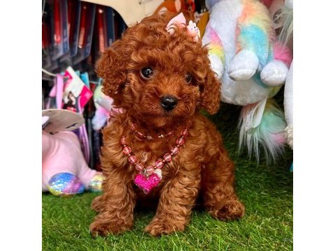 Show kalite red brown toy poodle yavrularımız