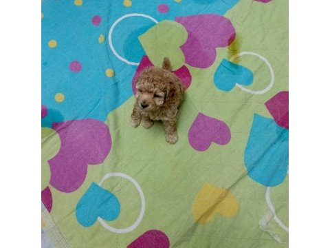 Minik köpeklerim