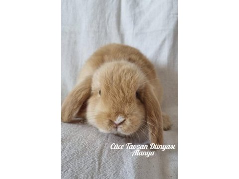 Cüce lop/miniatur lop cüce tavşan çiftliği alanya