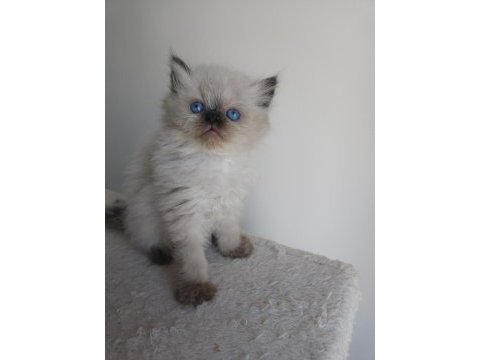 Safkan iran kedi yavruları