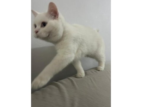 8 aylık erkek british shorthair