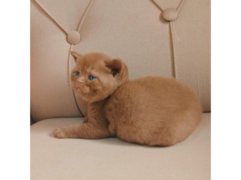 Cinnamon erkek british shorthair