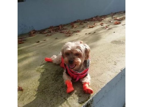 Yorkshire terrier aşıları kimliği her şeyi tam