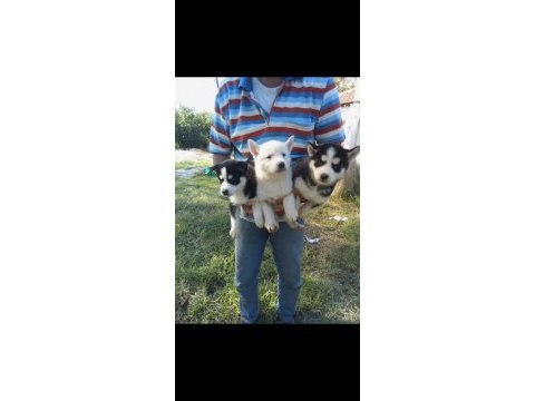 Sibirya kurdu yavrularımız