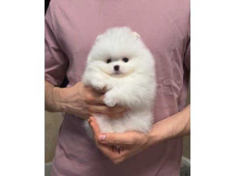 Pomeranian boo teddy bear yavrulardan biri için ulasın