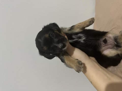 Yorkie bebekler 2 dişi 3 erkek