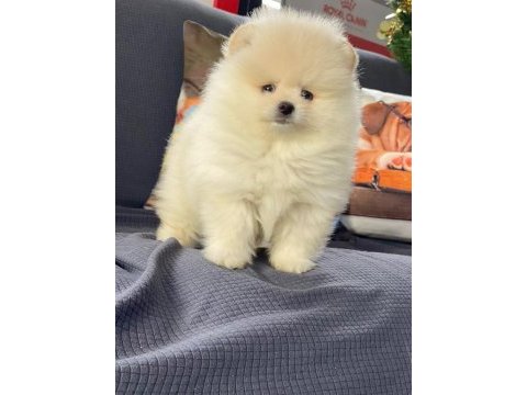 Pomeranian boo yavruları ıstanbul 