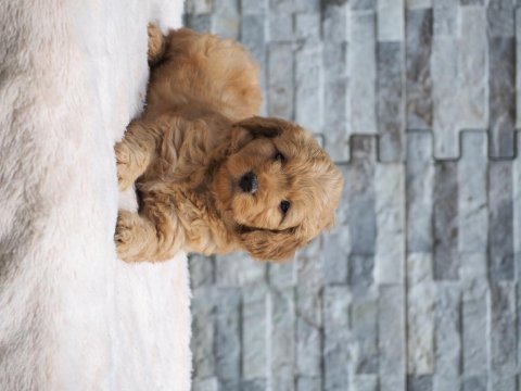 F1b goldendoodle yavrular