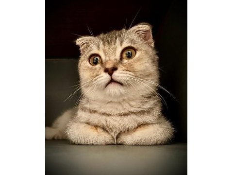 A kalite uysal ve oyuncu scottish fold kedimize sahip