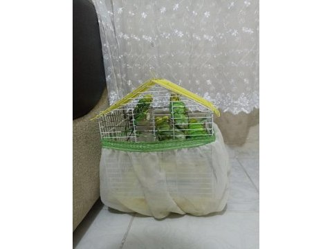 Toplu muhabbet kuşu ucuz 3 erkek ve 2 dişi