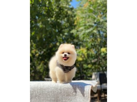 Dost canlısı pomeranian boo yavrularımız
