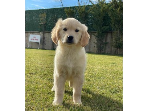 Golden retriever bebeklerimiz üst kalite