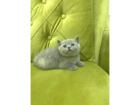 British shorthair lilac dişi